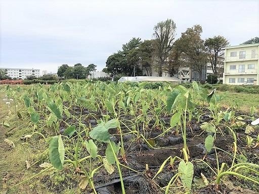 ITで農業！？サトイモ収穫！！二年目！